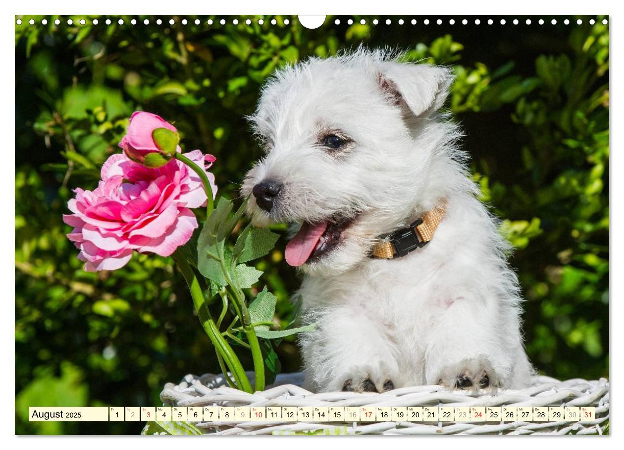 Bild: 9783435462612 | Kobold auf 4 Pfoten - West Highland White Terrier (Wandkalender...