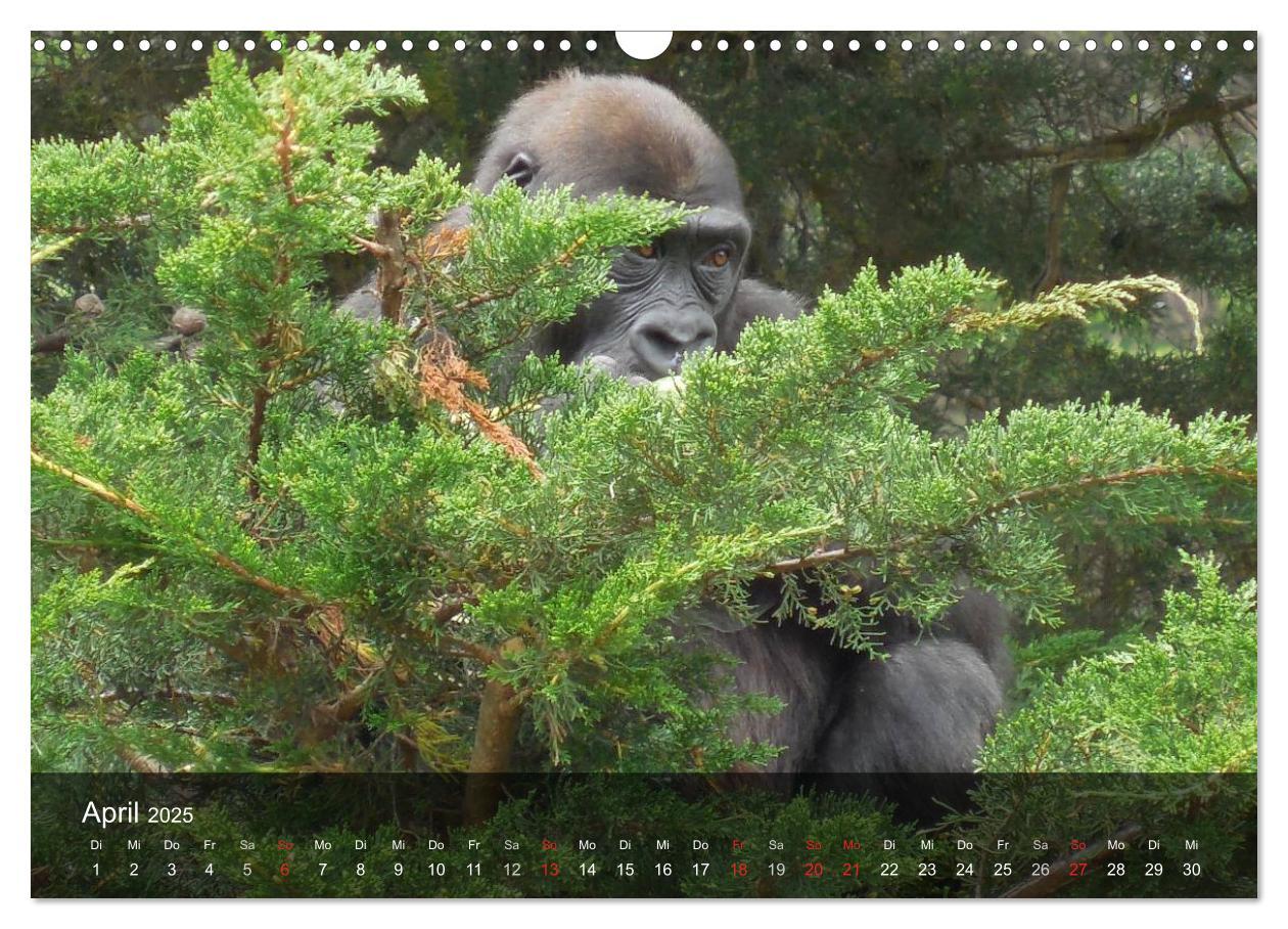 Bild: 9783435600984 | Gorillas. Friedliebende Kraftpakete (Wandkalender 2025 DIN A3...