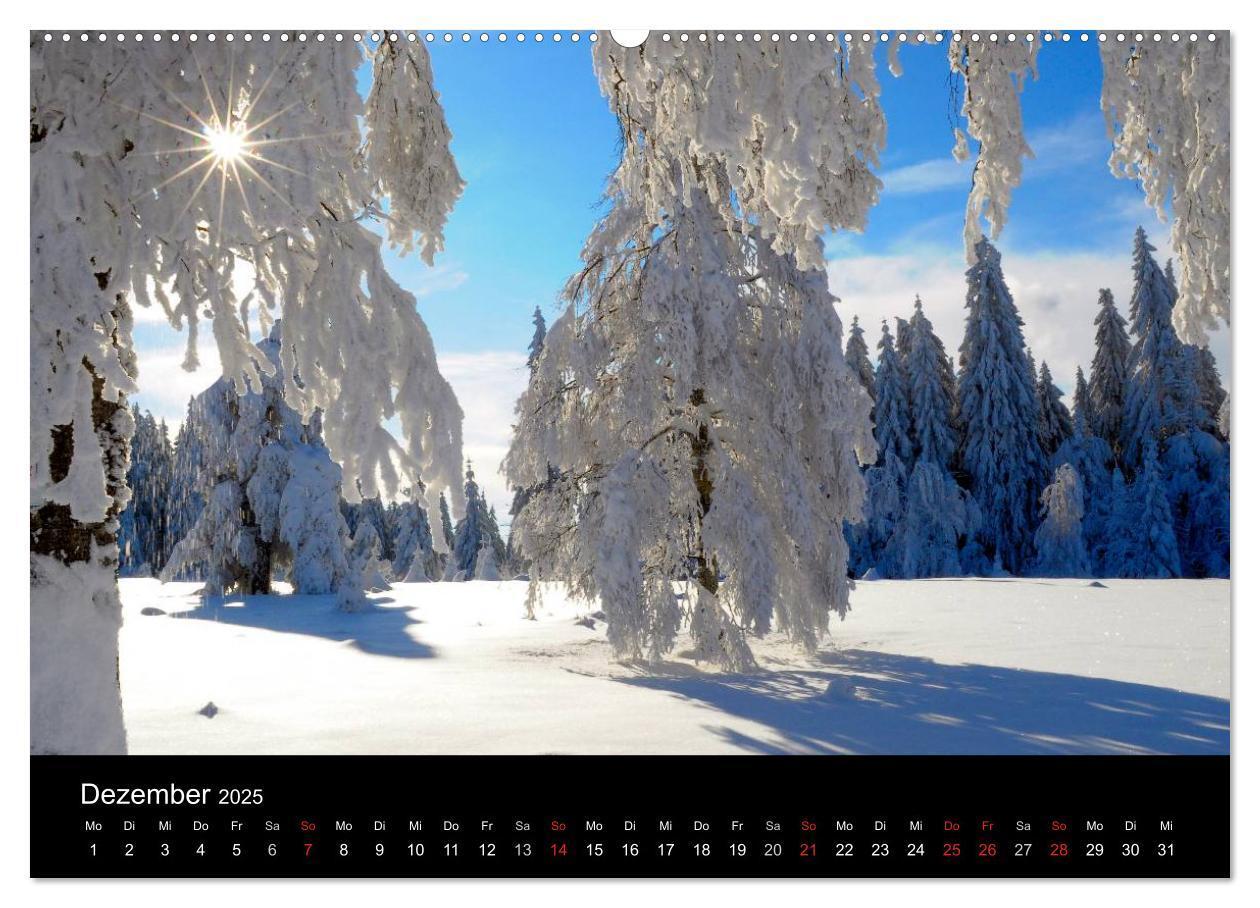 Bild: 9783435782642 | Bäume 2025 (Wandkalender 2025 DIN A2 quer), CALVENDO Monatskalender