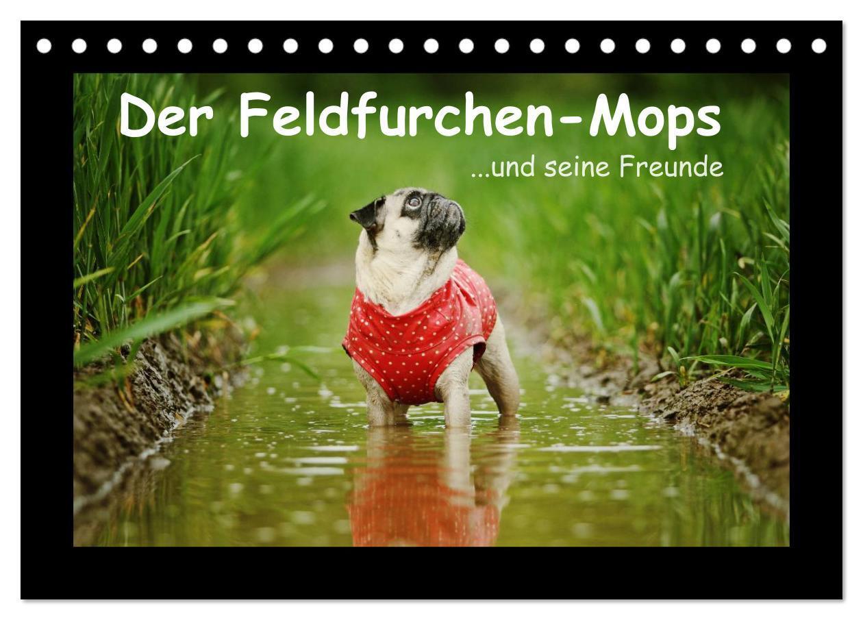 Cover: 9783675764378 | Der Feldfurchen-Mops (Tischkalender 2024 DIN A5 quer), CALVENDO...