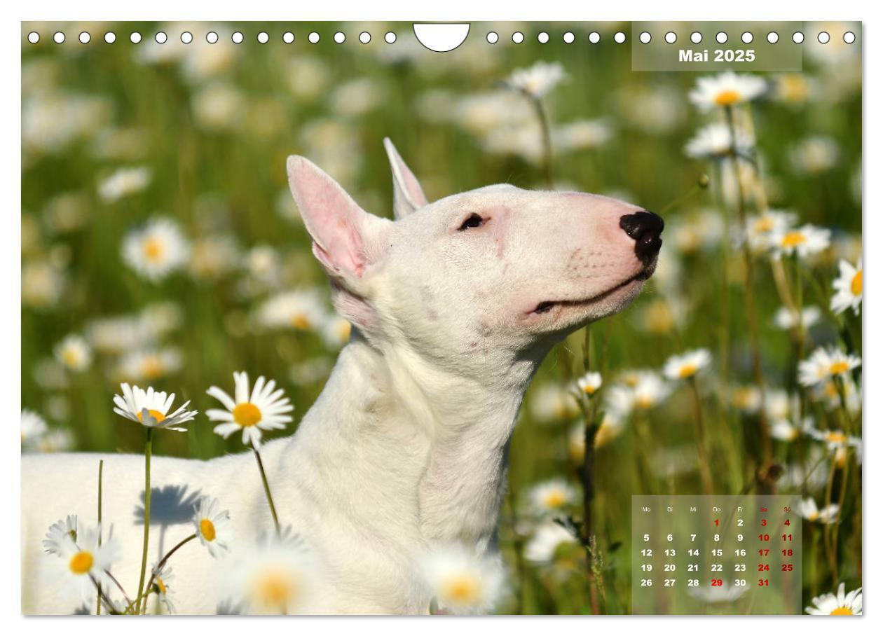 Bild: 9783435341559 | Bullterrier 2025 Frech und fröhlich durch das Jahr (Wandkalender...