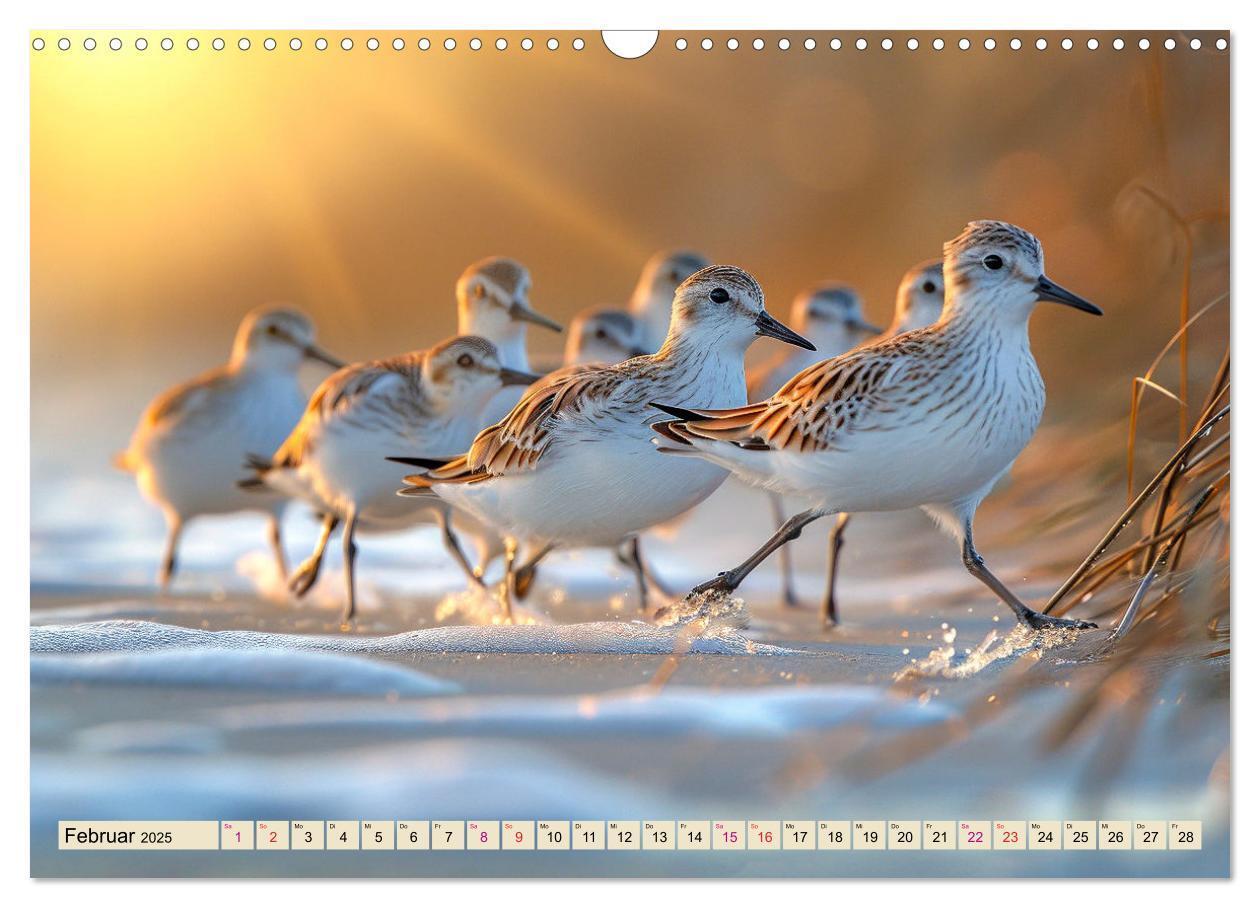 Bild: 9783383768385 | Strandläufer - immer flink unterwegs (Wandkalender 2025 DIN A3...