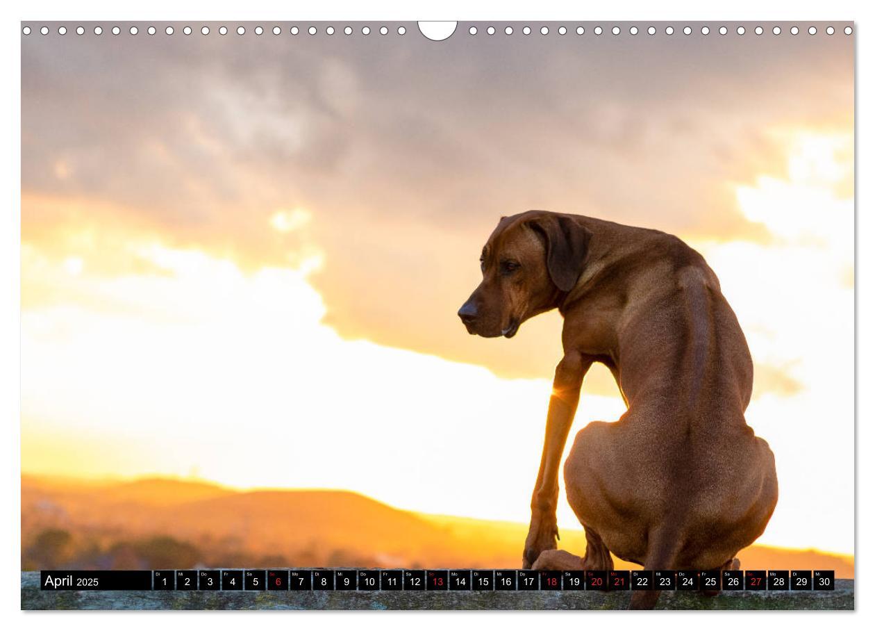 Bild: 9783435268320 | Ridgeback King (Wandkalender 2025 DIN A3 quer), CALVENDO...