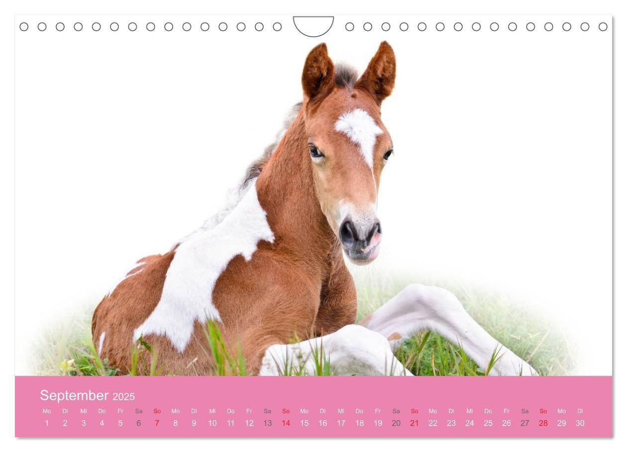 Bild: 9783435725809 | Süße Tier-Babys! (Wandkalender 2025 DIN A4 quer), CALVENDO...