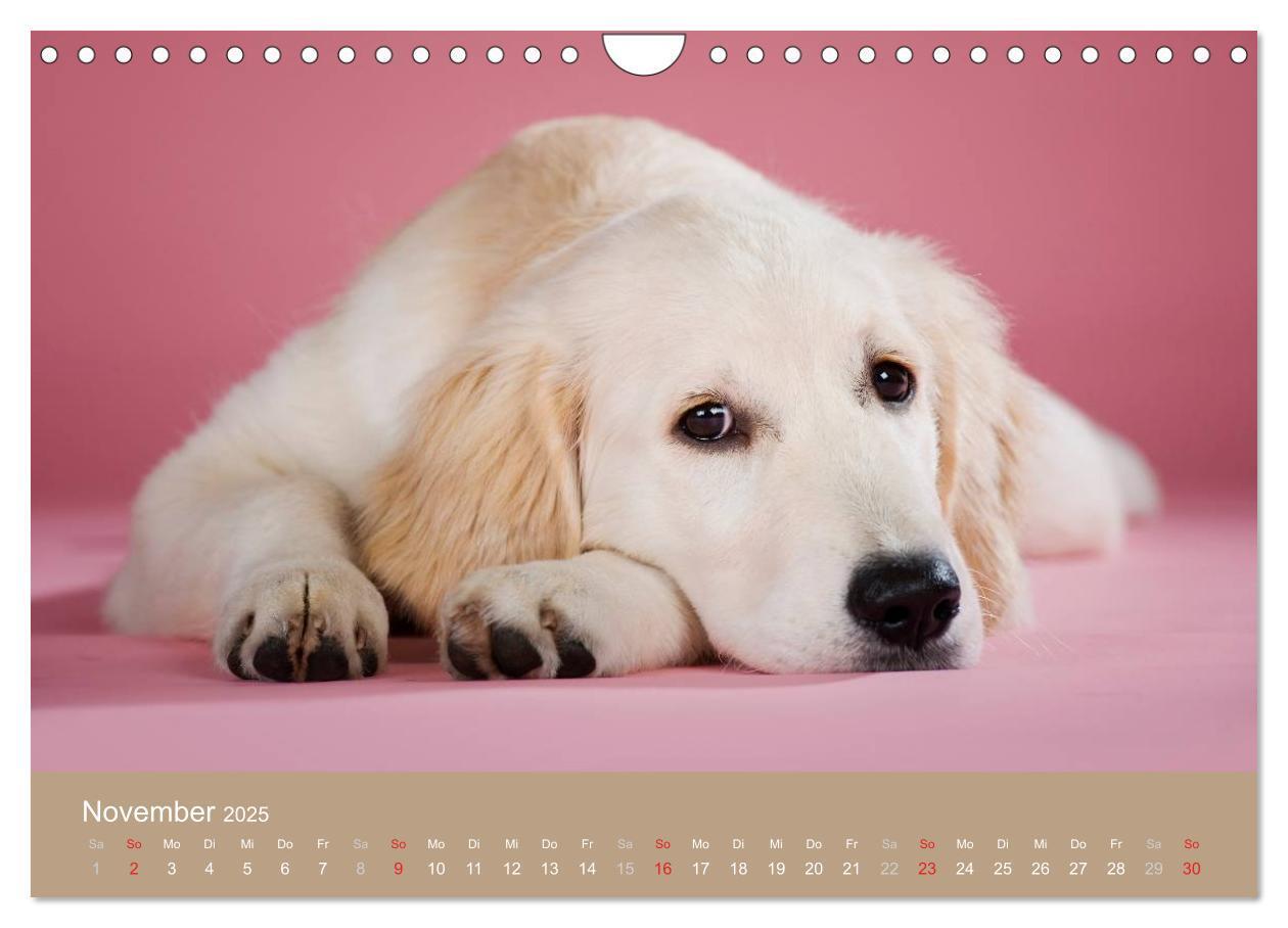 Bild: 9783435744107 | Golden Retriever (Wandkalender 2025 DIN A4 quer), CALVENDO...