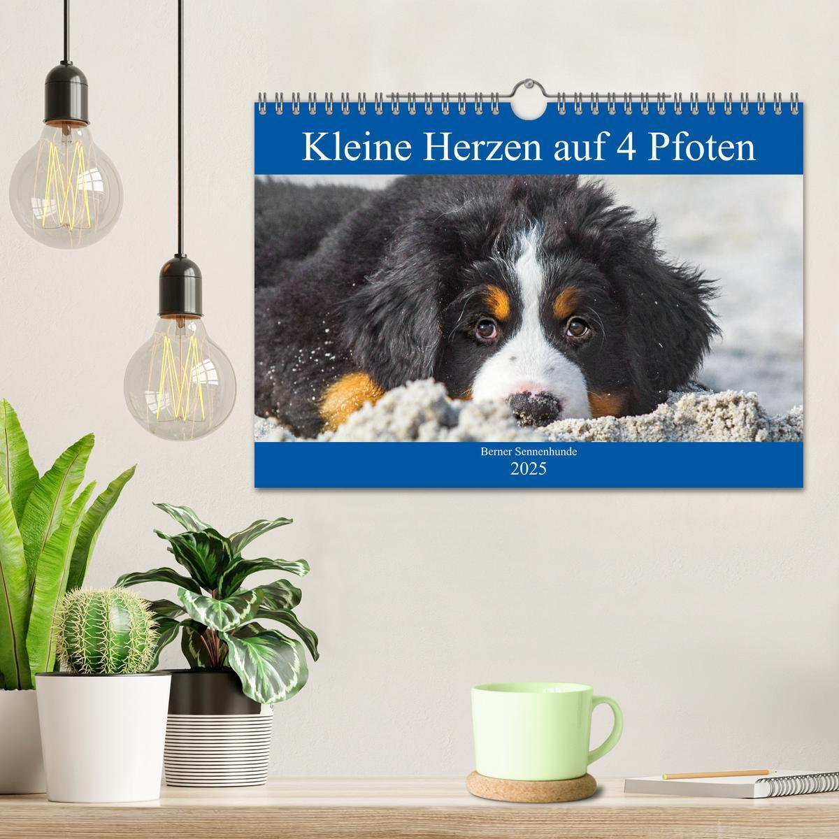 Bild: 9783435215737 | Kleine Herzen auf 4 Pfoten - Berner Sennenhunde (Wandkalender 2025...