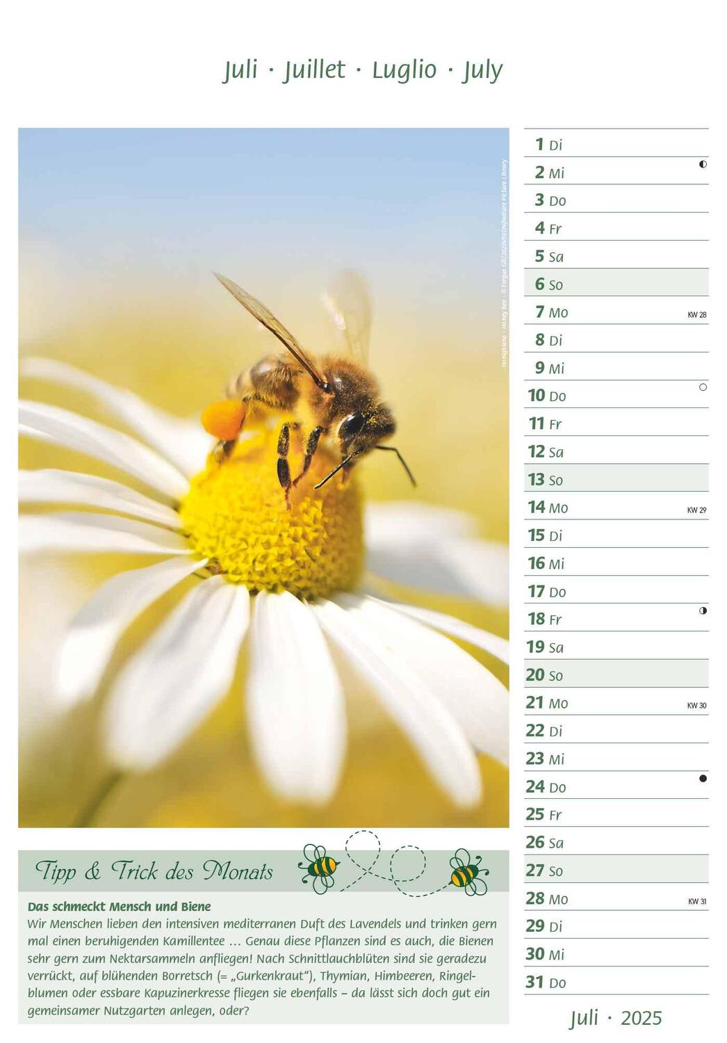 Bild: 4251732344399 | Bienen 2025 23,7x34 | Alpha Edition | Kalender | 28 S. | Deutsch