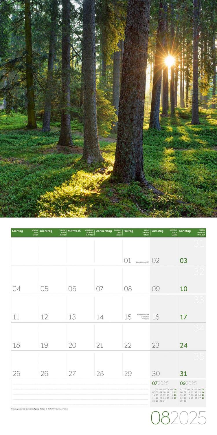 Bild: 9783838445113 | Zauber des Waldes Kalender 2025 - 30x30 | Ackermann Kunstverlag | 2025