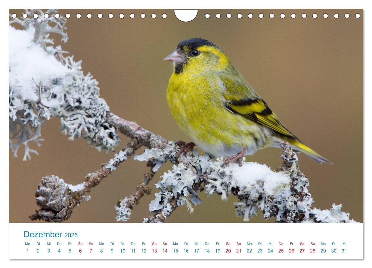 Bild: 9783435464838 | Singvögel - 12 Arten im Garten (Wandkalender 2025 DIN A4 quer),...