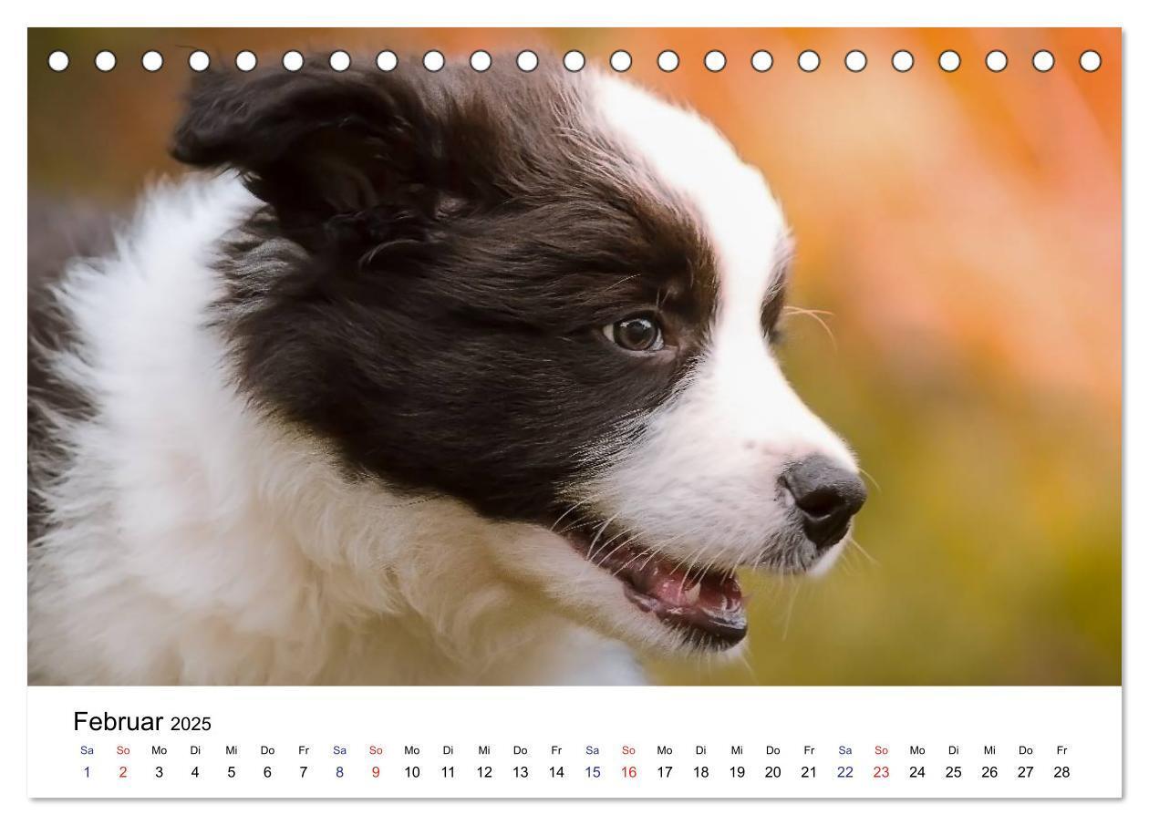 Bild: 9783435615322 | Pfotastische Border Collie Welpen (Tischkalender 2025 DIN A5 quer),...