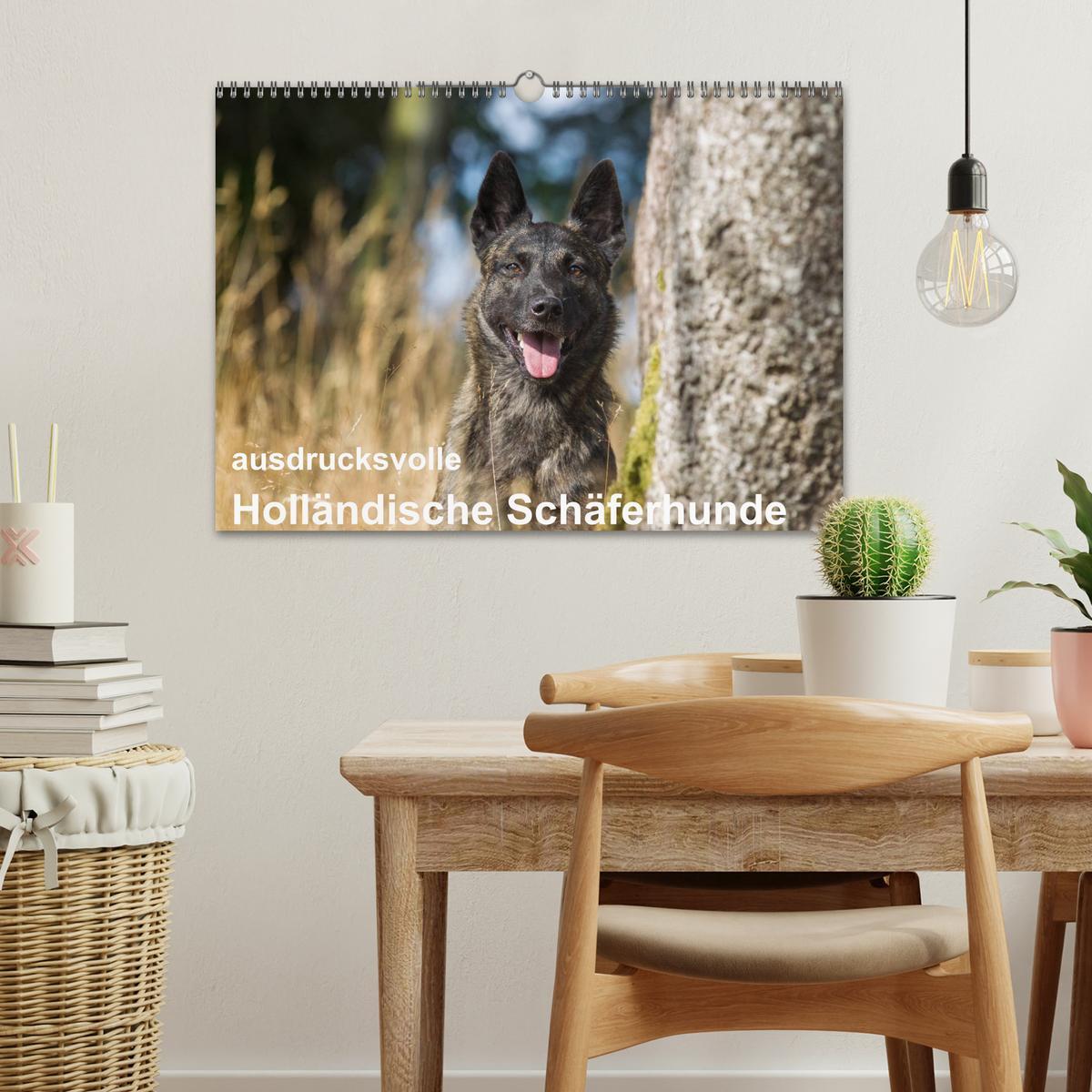 Bild: 9783435588275 | ausdrucksvolle Holländische Schäferhunde (Wandkalender 2025 DIN A3...