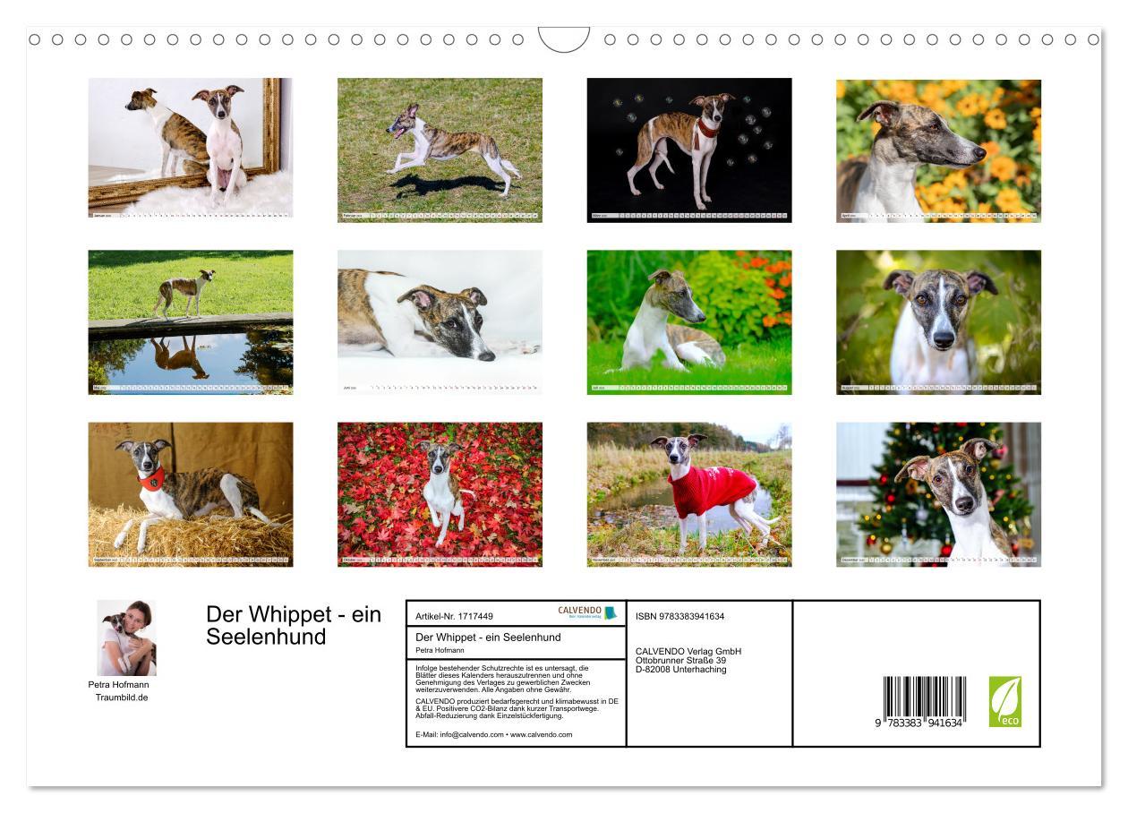 Bild: 9783383941634 | Der Whippet - ein Seelenhund (Wandkalender 2025 DIN A3 quer),...