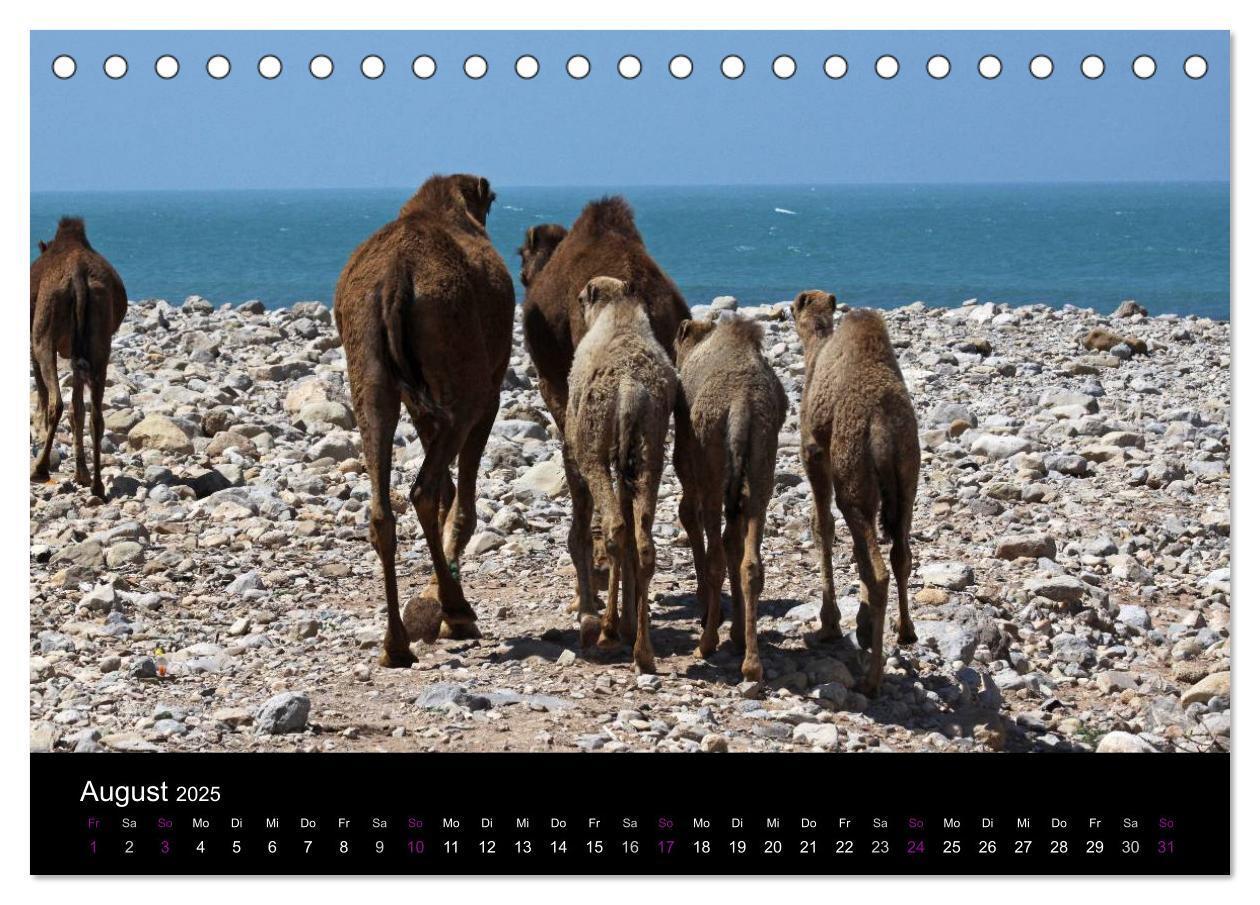 Bild: 9783435708635 | Kamele 2025 - Unterwegs mit zottigen Wüstenschiffen (Tischkalender...