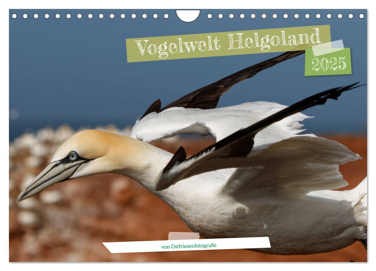 Cover: 9783457207024 | Vogelwelt Helgoland - von Ostfriesenfotografie (Wandkalender 2025...