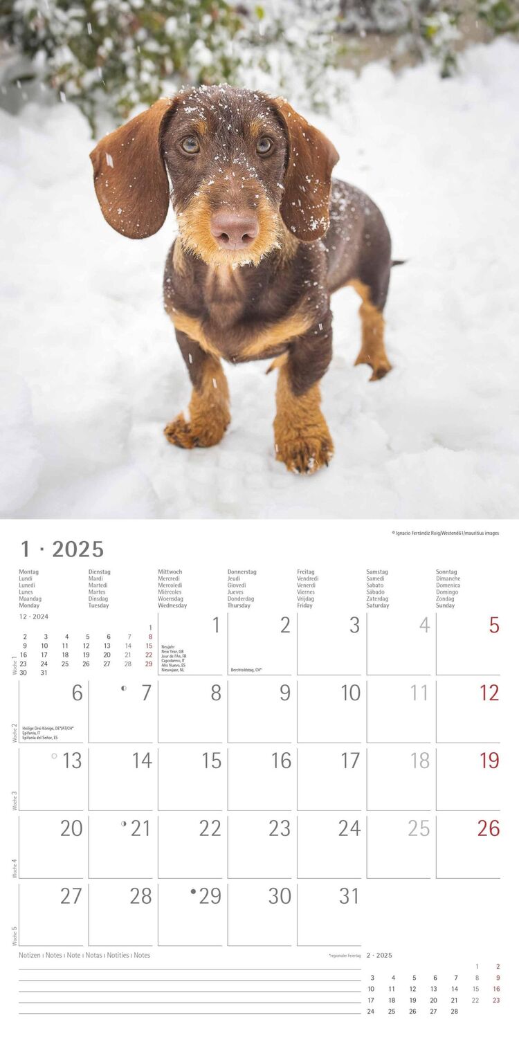 Bild: 4251732343033 | Dackel 2025 - Broschürenkalender 30x30 cm (30x60 geöffnet) -...