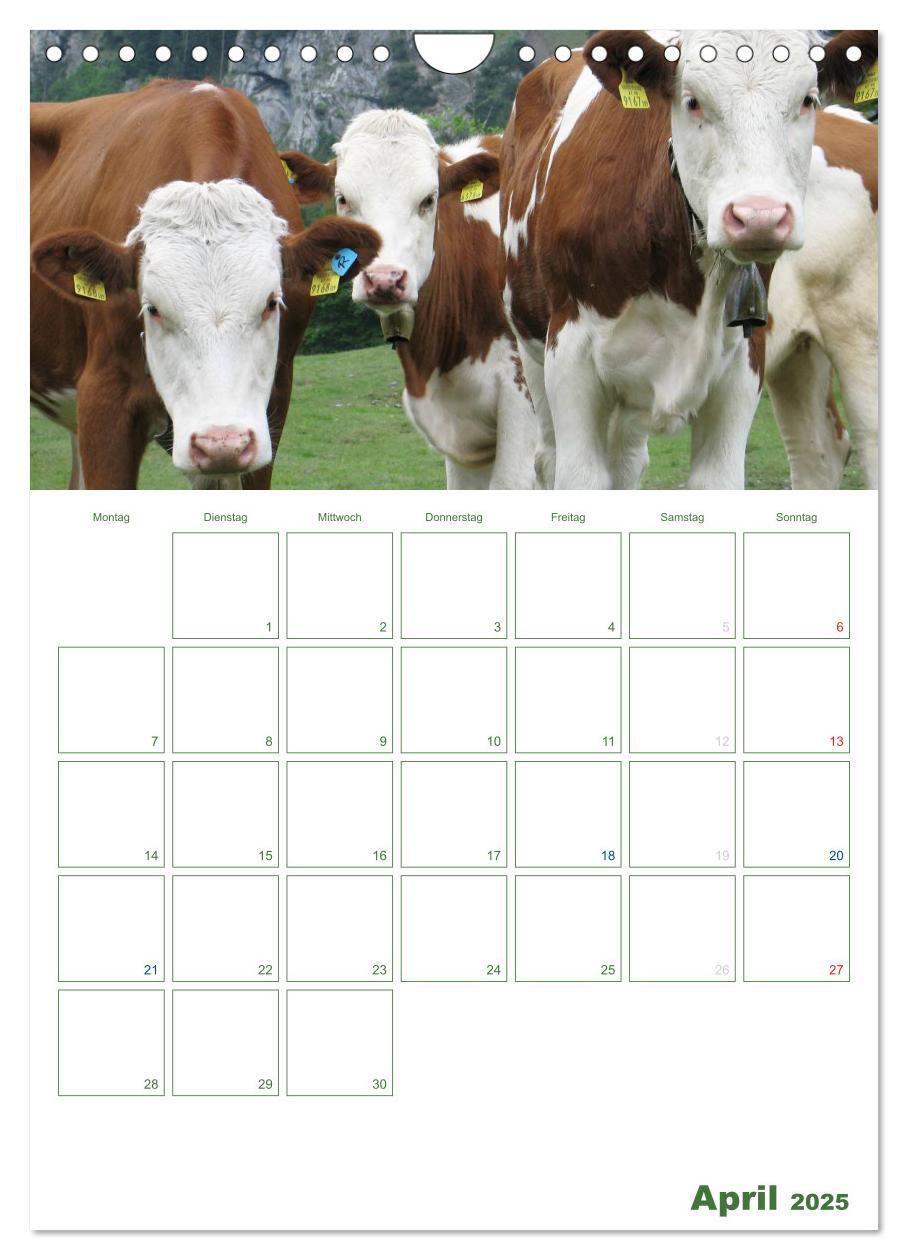 Bild: 9783457056271 | Kuhle Kühe 2025 (Wandkalender 2025 DIN A4 hoch), CALVENDO...