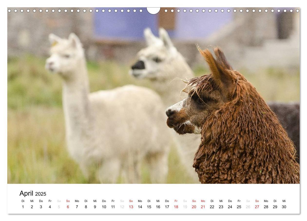 Bild: 9783435724444 | Peru - Land der Inkas und Alpakas (Wandkalender 2025 DIN A3 quer),...