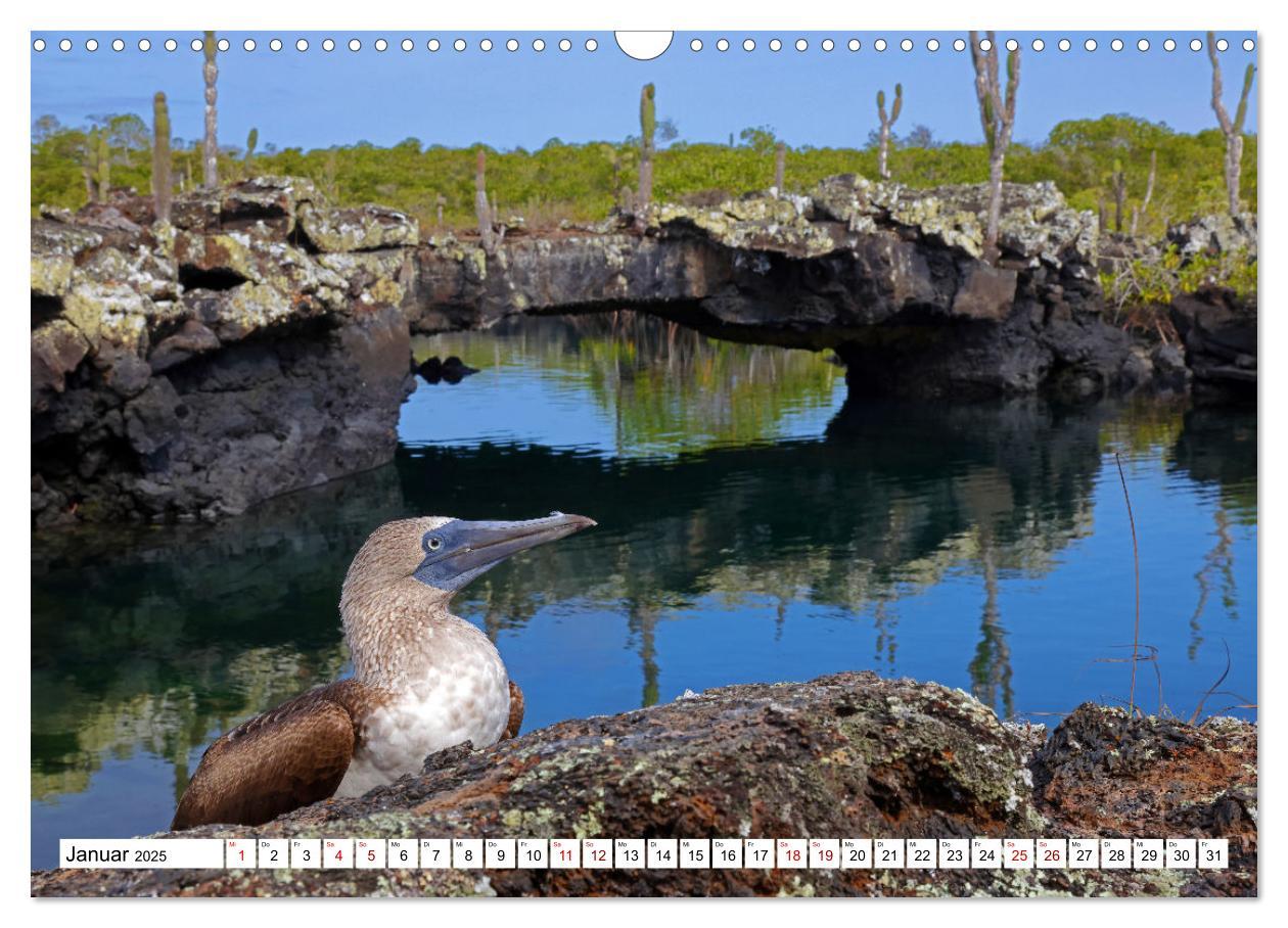 Bild: 9783383906732 | Galápagos - Die verwunschenen Inseln (Wandkalender 2025 DIN A3...