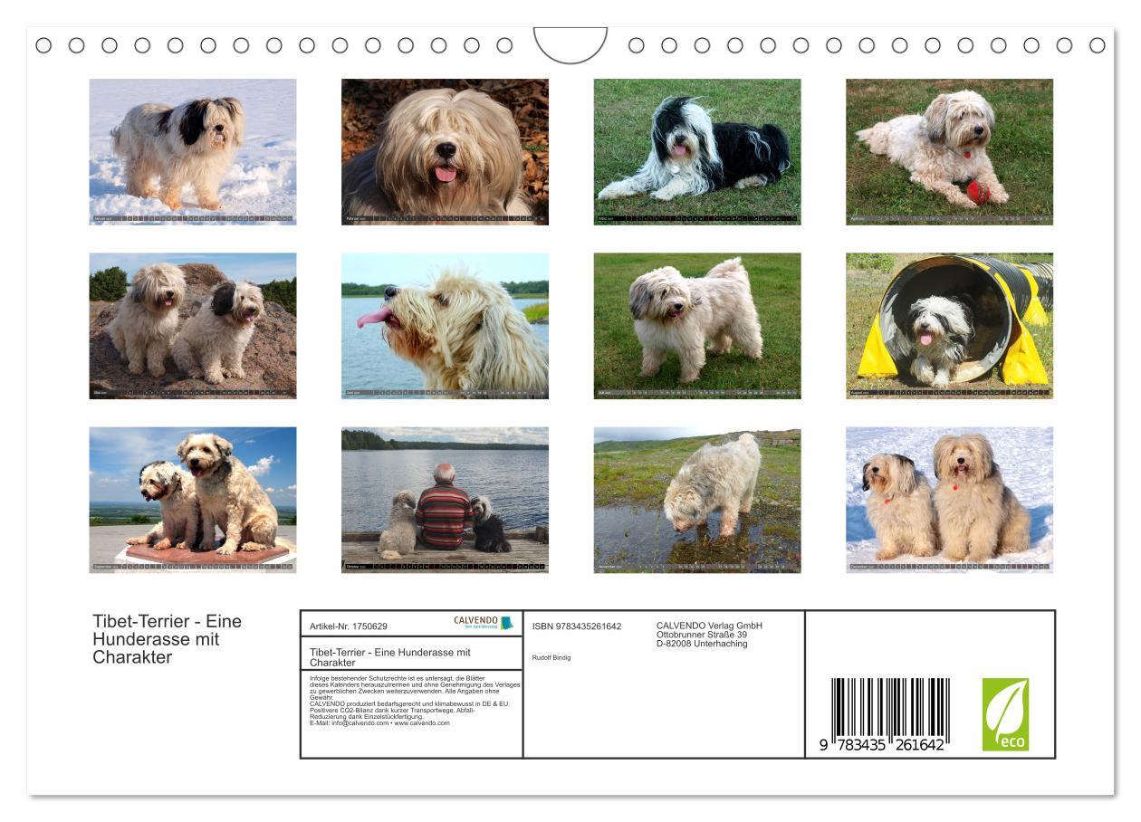 Bild: 9783435261642 | Tibet-Terrier - Eine Hunderasse mit Charakter (Wandkalender 2025...