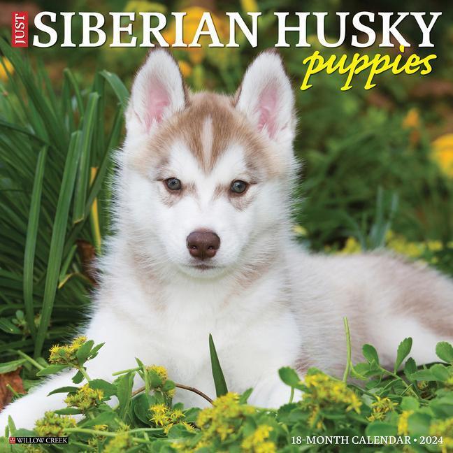 Cover: 9781549235399 | Just Siberian Husky Puppies 2024 12 X 12 Wall Calendar | Press | 2024