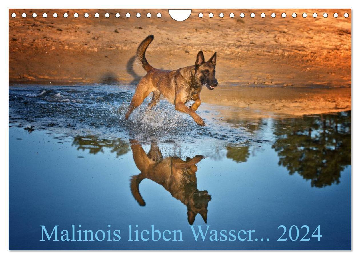 Cover: 9783383304439 | Malinois lieben Wasser (Wandkalender 2024 DIN A4 quer), CALVENDO...