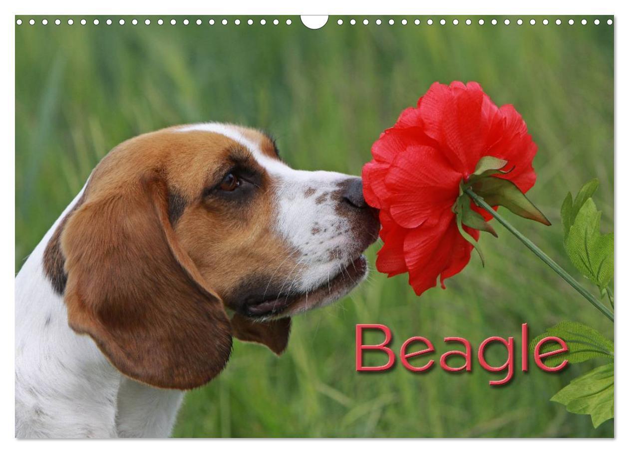 Cover: 9783675478503 | Beagle (Wandkalender 2024 DIN A3 quer), CALVENDO Monatskalender | Berg