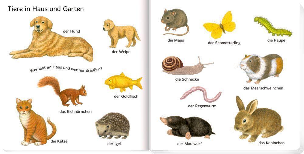 Bild: 9783649629344 | 100 erste Tiere | Sybille Brauer | Buch | Pappe; mit Spotlack | 16 S.