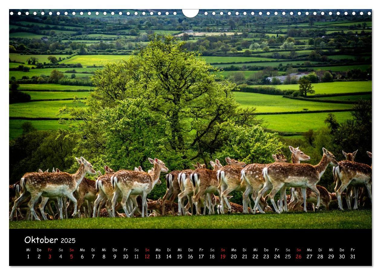 Bild: 9783435608928 | Rehe und Hirsche in freier Natur (Wandkalender 2025 DIN A3 quer),...