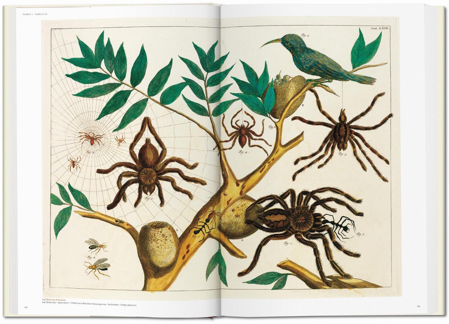 Bild: 9783836569064 | Seba. Cabinet of Natural Curiosities | Irmgard Müsch (u. a.) | Buch