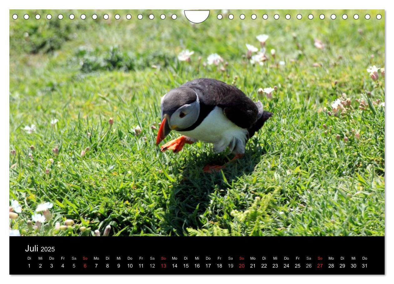 Bild: 9783435808038 | Puffins, Papageitauchern ganz nah (Wandkalender 2025 DIN A4 quer),...