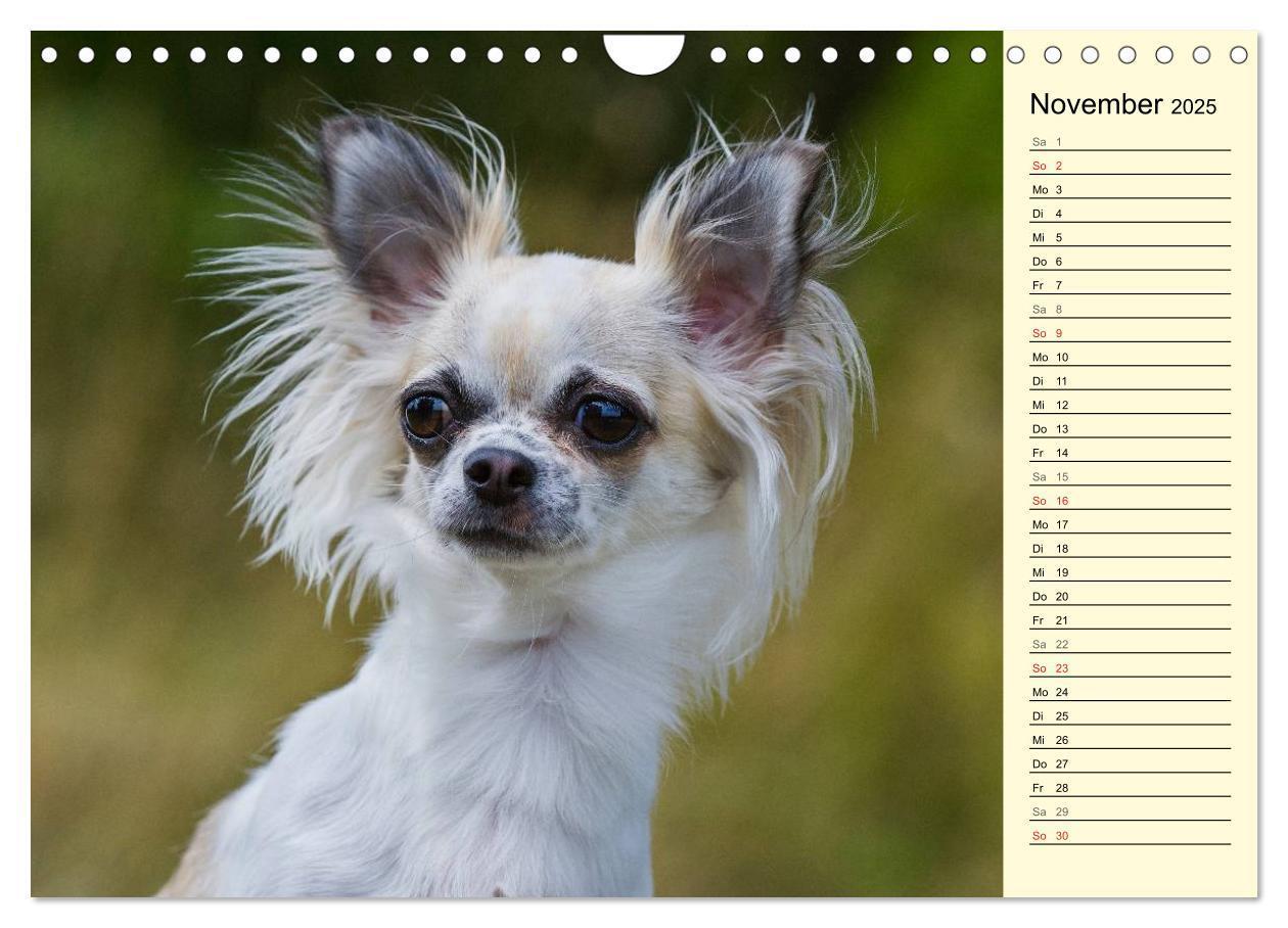 Bild: 9783435541546 | Chihuahua - Kleine Hunde ganz groß (Wandkalender 2025 DIN A4 quer),...