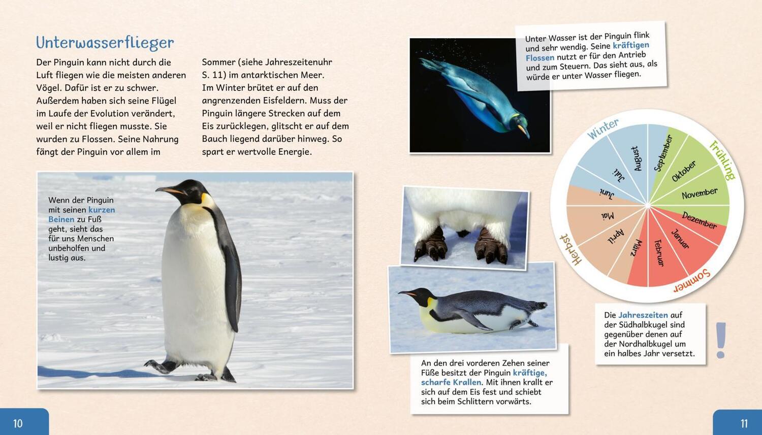 Bild: 9783480236398 | Meine große Tierbibliothek: Der Pinguin | Jens Poschadel | Buch | 2020