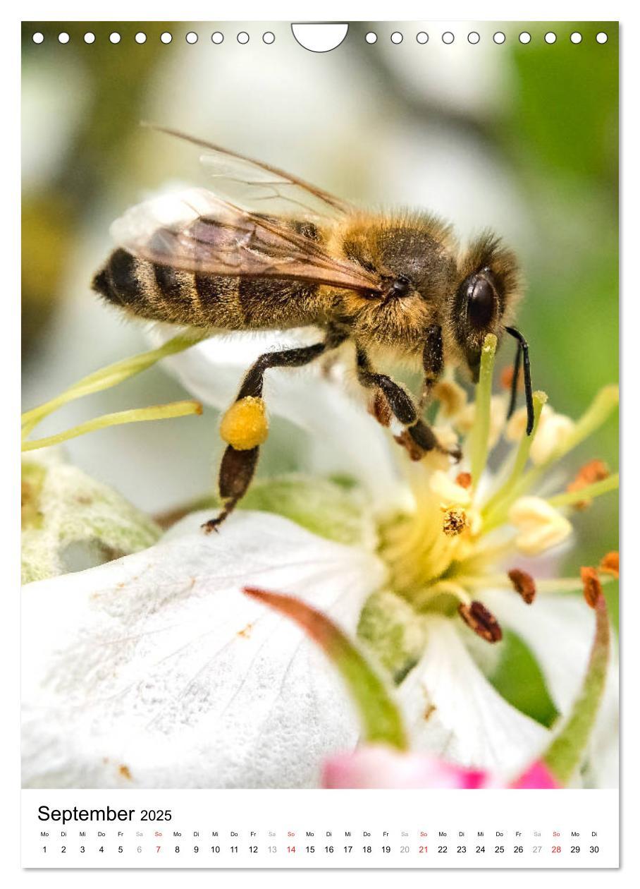 Bild: 9783435966653 | BIENEN - Kleine Nützlinge ganz nah (Wandkalender 2025 DIN A4 hoch),...