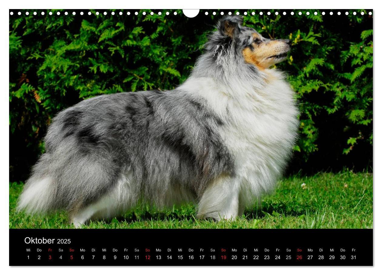 Bild: 9783435768226 | Sheltie 2025 (Wandkalender 2025 DIN A3 quer), CALVENDO Monatskalender