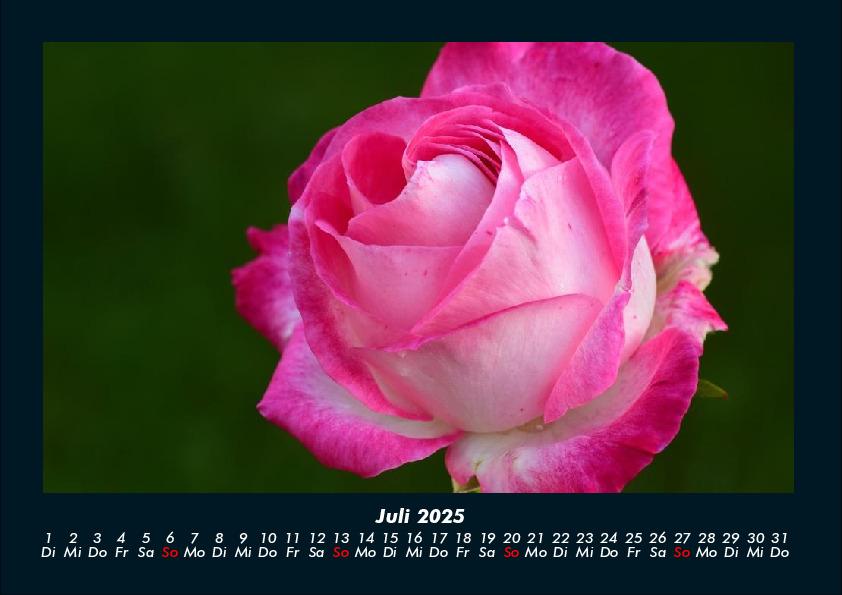 Bild: 9783755981671 | Rosen-Kalender 2025 Fotokalender DIN A4 | Tobias Becker | Kalender