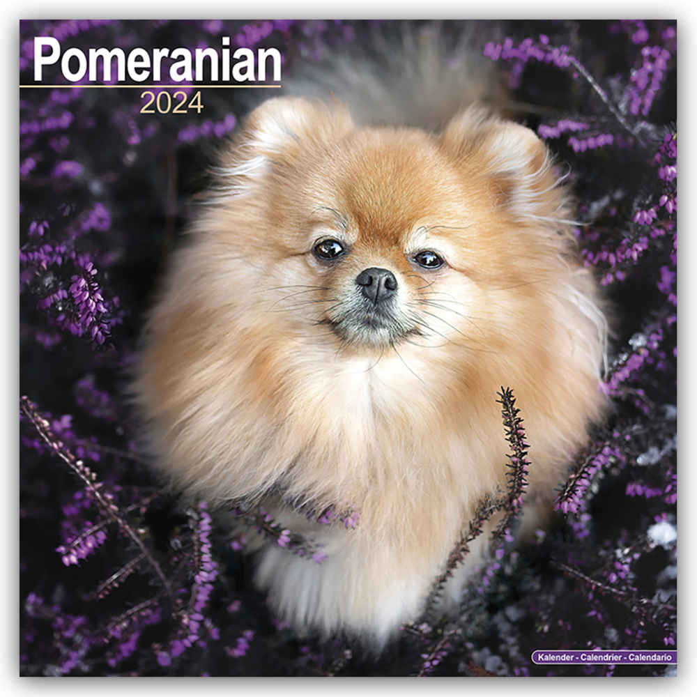 Cover: 9781804600795 | Pomeranians - Zwergspitze 2024 - 16-Monatskalender | Ltd | Kalender