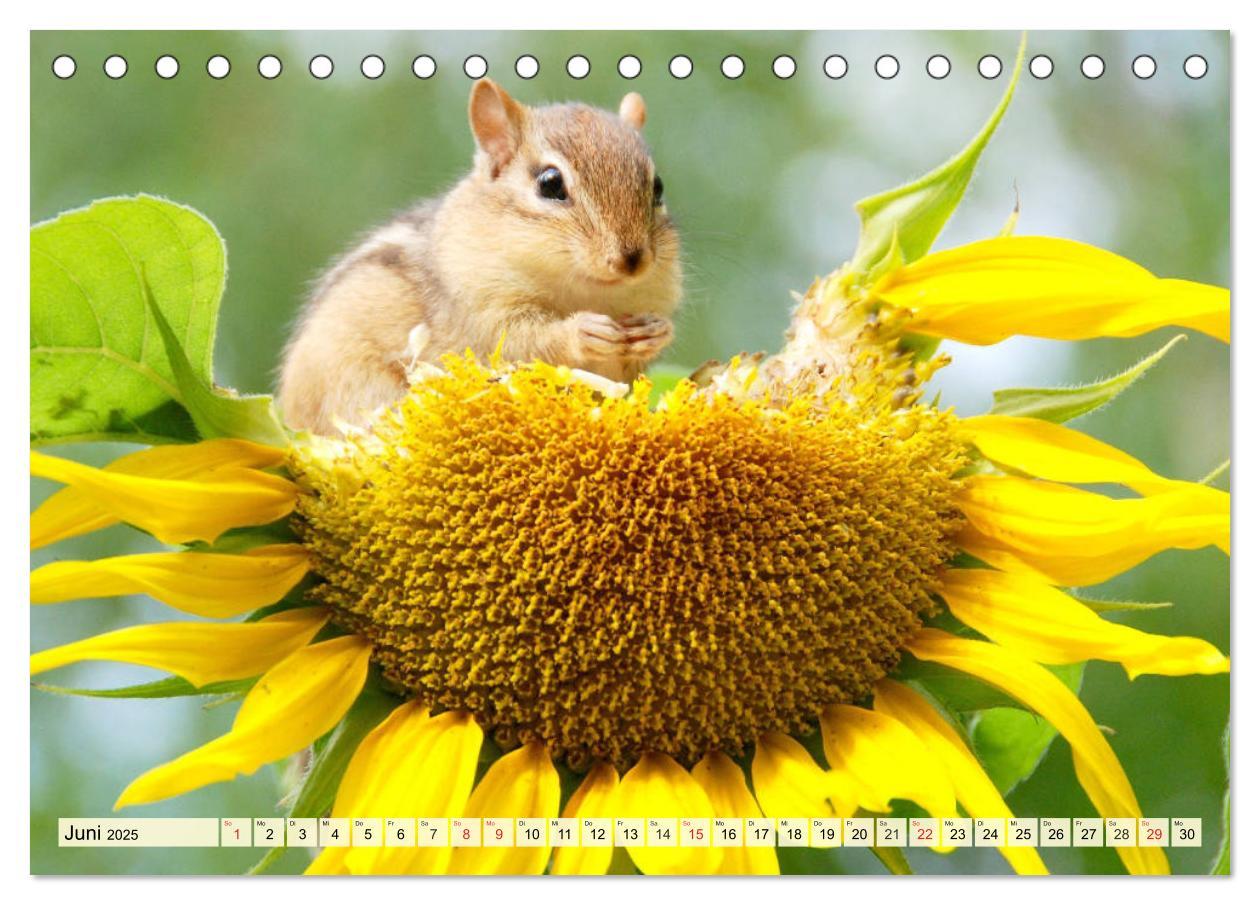 Bild: 9783435191826 | Sonnenblumen. Das Strahlen des Sommers (Tischkalender 2025 DIN A5...