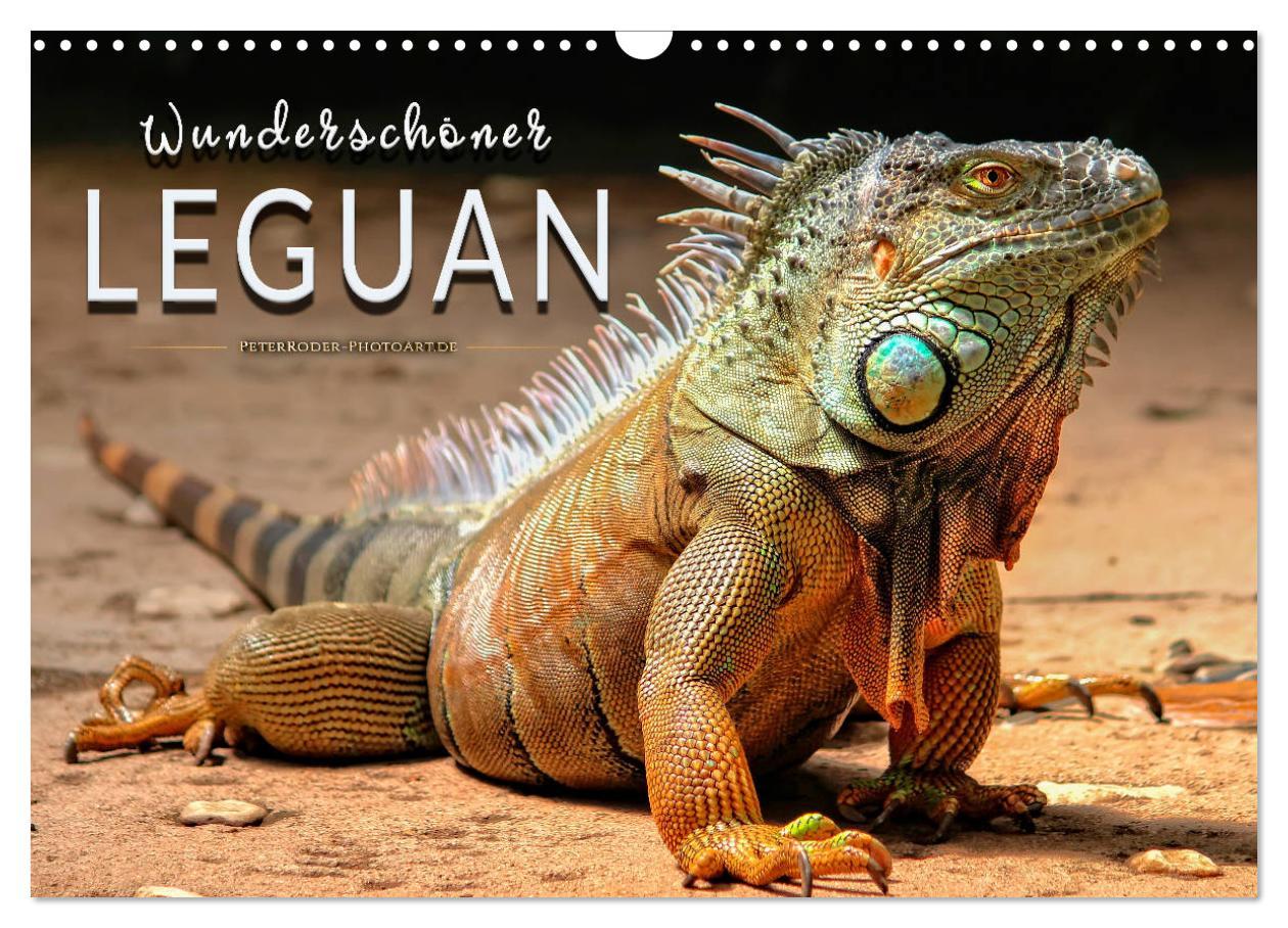 Cover: 9783435335527 | Wunderschöner Leguan (Wandkalender 2025 DIN A3 quer), CALVENDO...