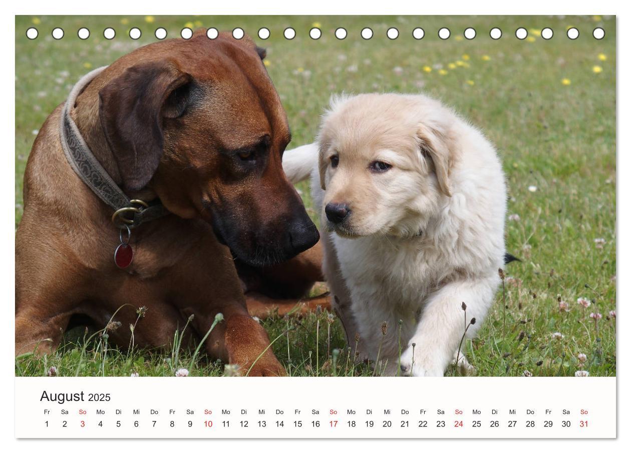 Bild: 9783435473816 | Rhodesian Ridgeback Schönheit aus Afrika (Tischkalender 2025 DIN A5...