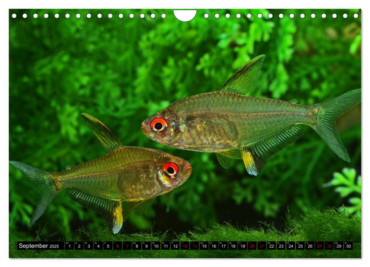 Bild: 9783383867392 | Beliebte Fische der Welt (Wandkalender 2025 DIN A4 quer), CALVENDO...