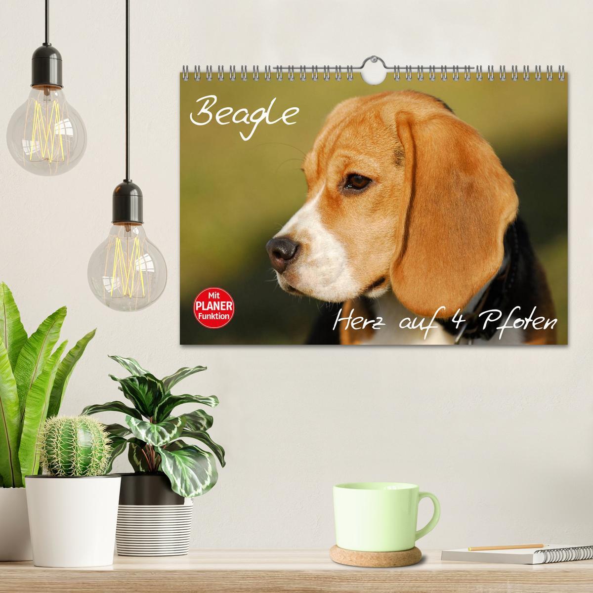 Bild: 9783435541683 | Beagle - Herz auf 4 Pfoten (Wandkalender 2025 DIN A4 quer),...