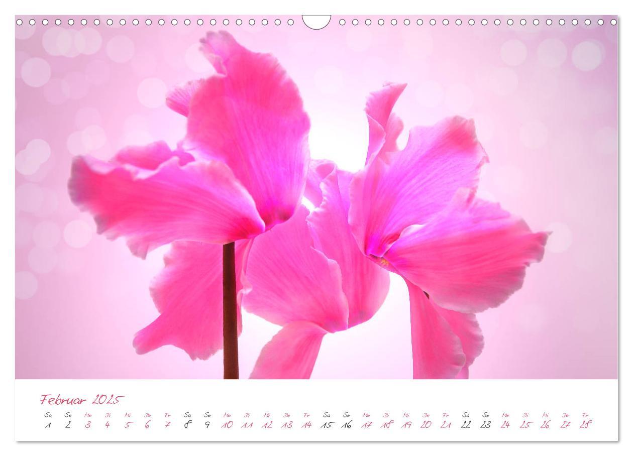 Bild: 9783435212743 | Blütenträume in violett und pink (Wandkalender 2025 DIN A3 quer),...