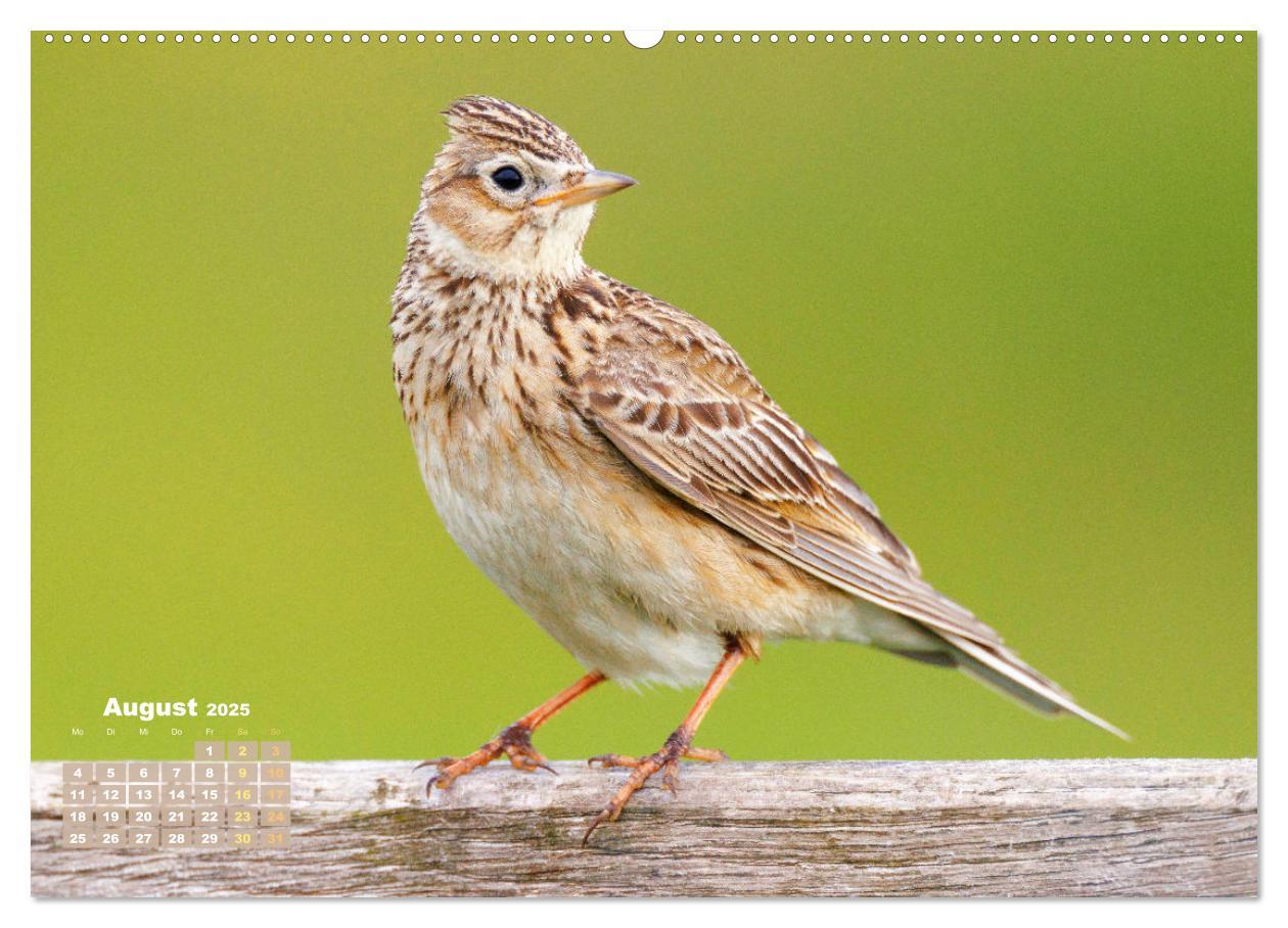 Bild: 9783383846199 | Vögel in unserer Heimat: Kiebitz, Wiedehopf und Turteltaube...