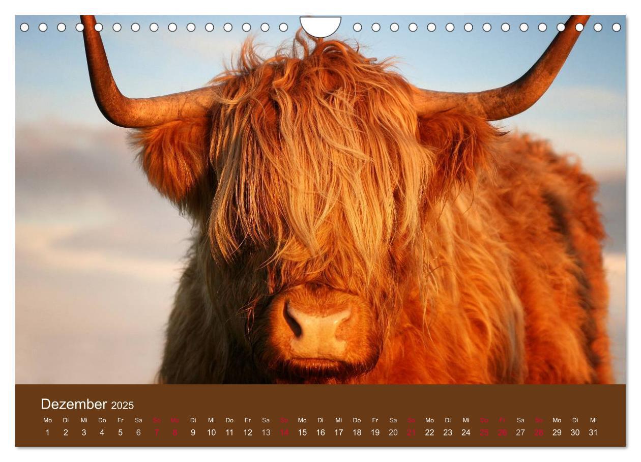 Bild: 9783435643080 | Schottische Hochlandrinder - Highland Cattle (Wandkalender 2025 DIN...