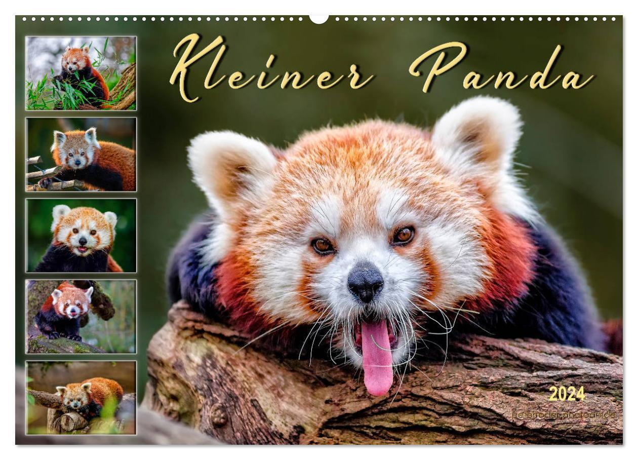 Cover: 9783675692961 | Kleiner Panda (Wandkalender 2024 DIN A2 quer), CALVENDO Monatskalender