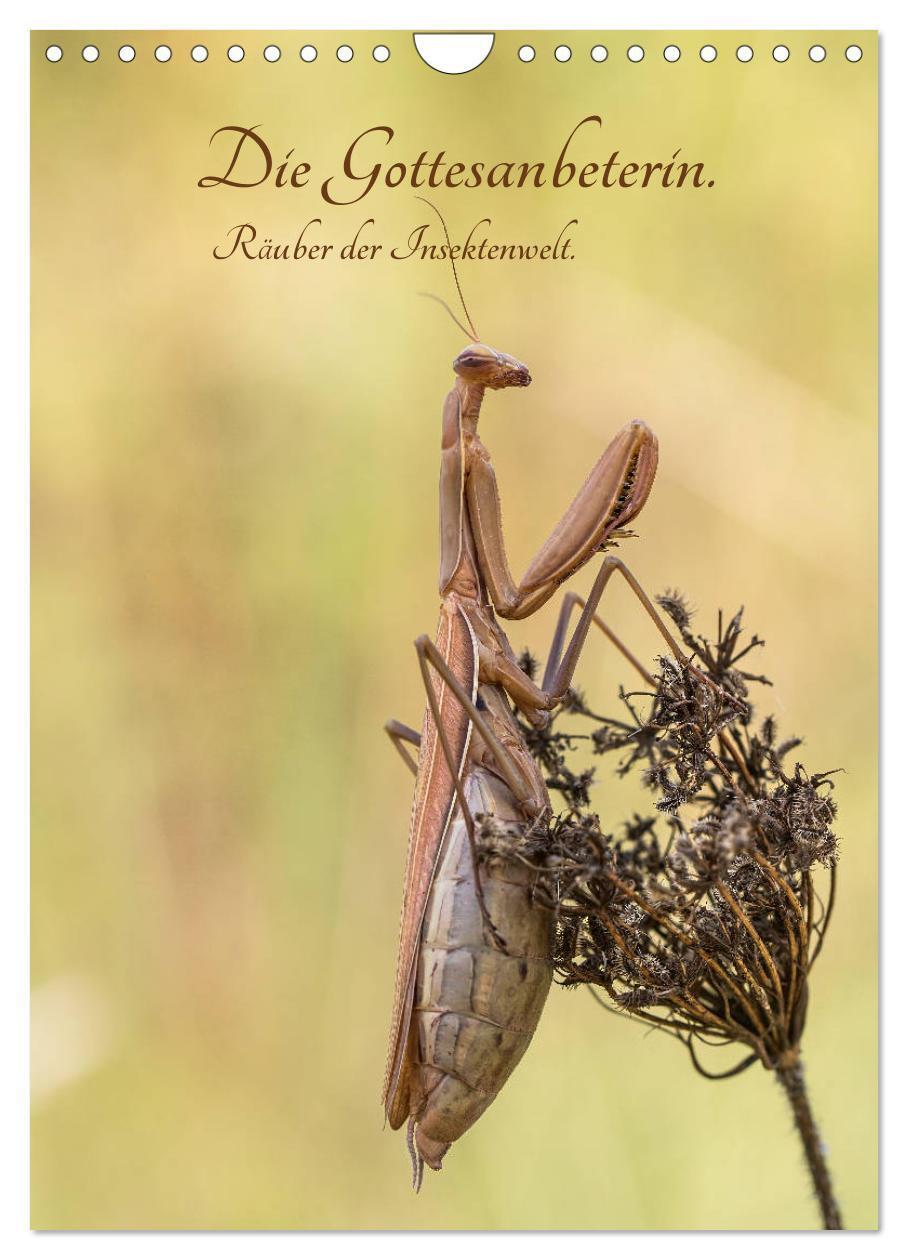 Cover: 9783383141300 | Die Gottesanbeterin. Räuber der Insektenwelt. (Wandkalender 2024...