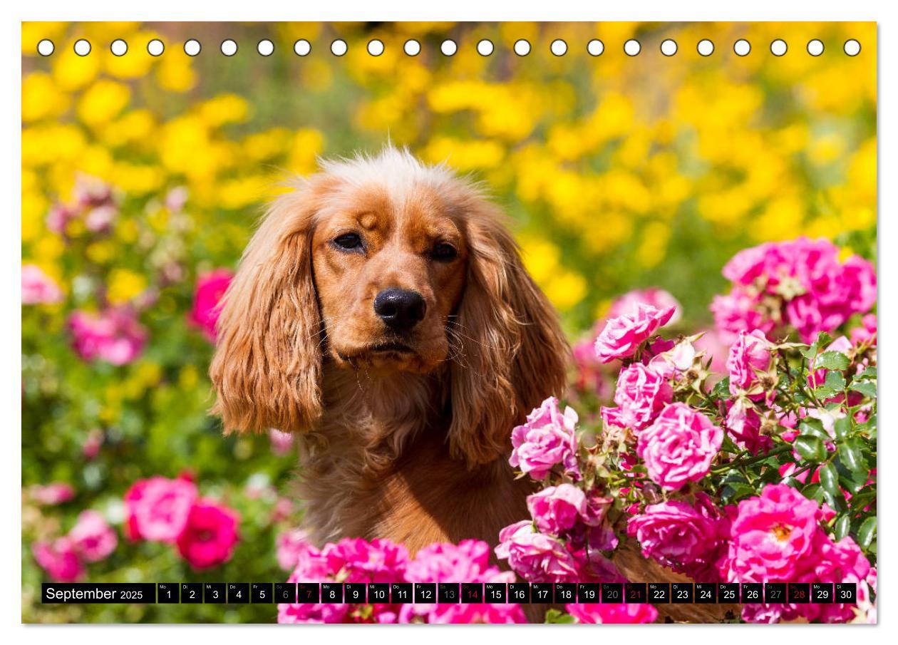 Bild: 9783435447312 | English Cocker Spaniel - Fröhliche Gesellen (Tischkalender 2025 DIN...