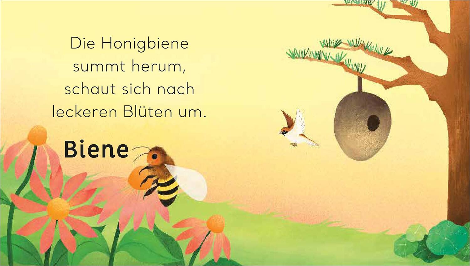 Bild: 9783458643227 | Eine kleine Welt im Garten | Will Millard | Buch | 10 S. | Deutsch