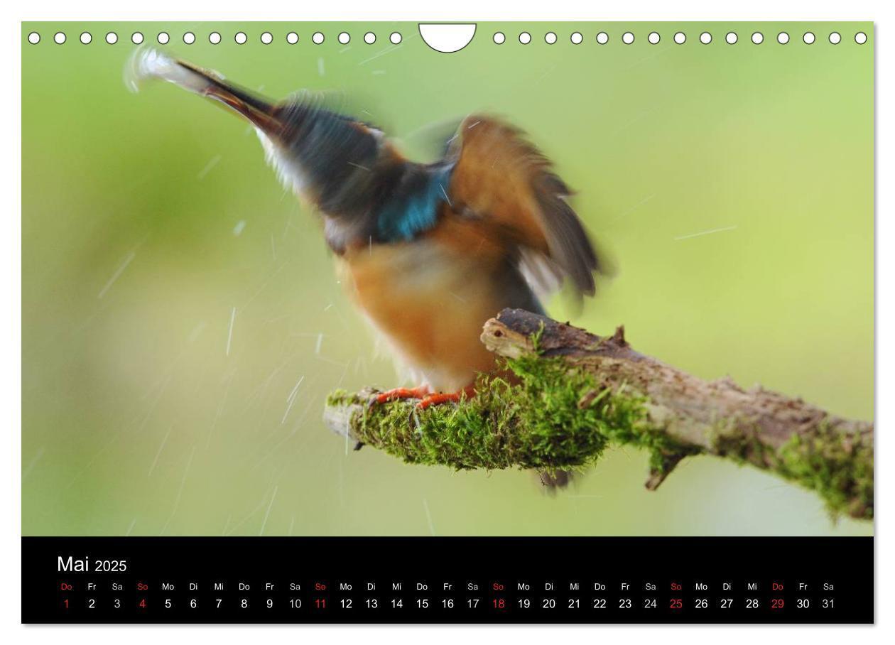 Bild: 9783435501229 | Der Eisvogel...fliegendes Juwel (Wandkalender 2025 DIN A4 quer),...