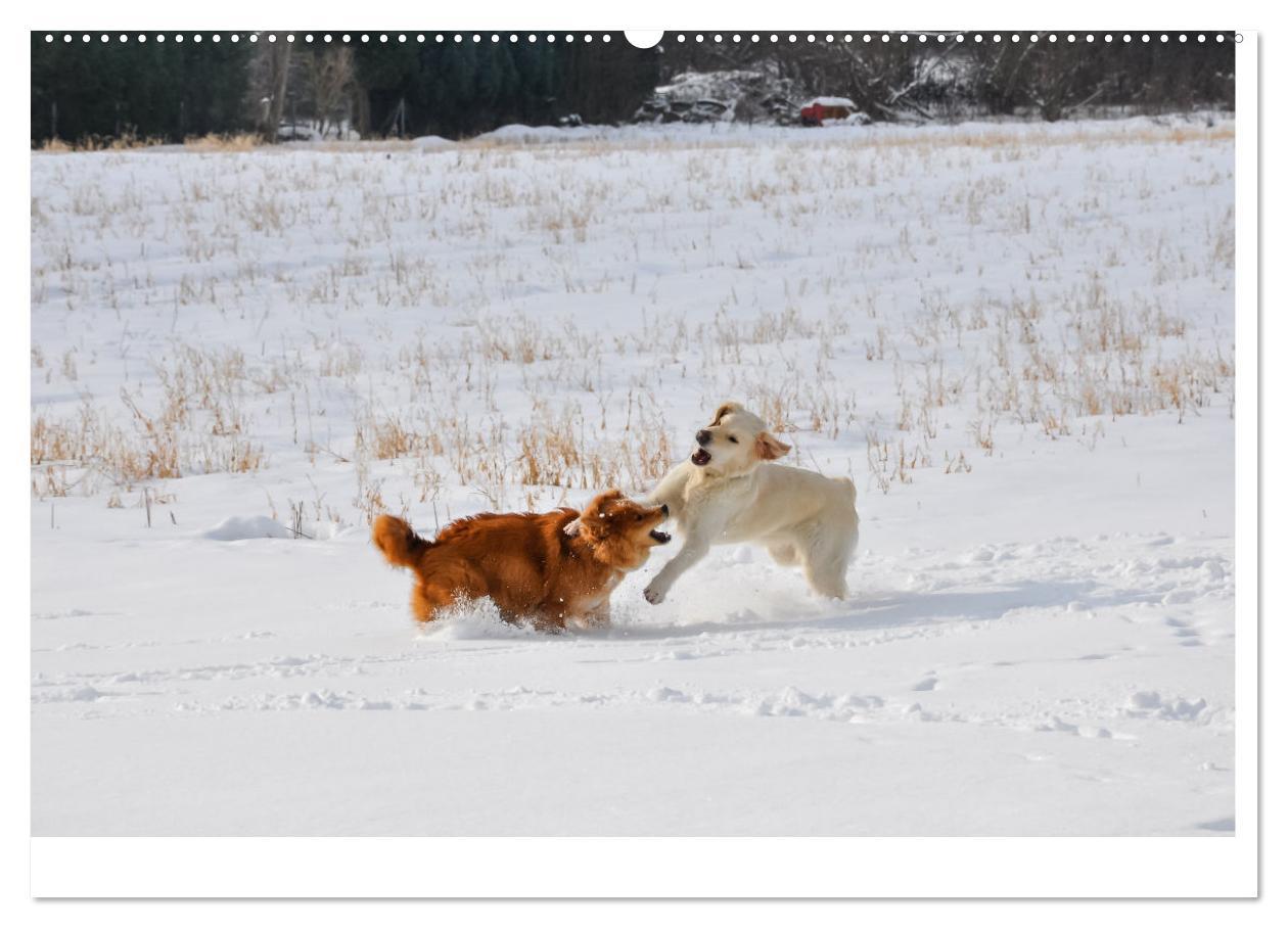 Bild: 9783383908224 | Hunde - vom Mischling bis zum Rassehund (Wandkalender 2025 DIN A2...